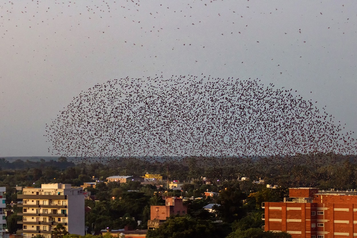 "Why do birds suddenly appear?" de Alfredo Fushimi