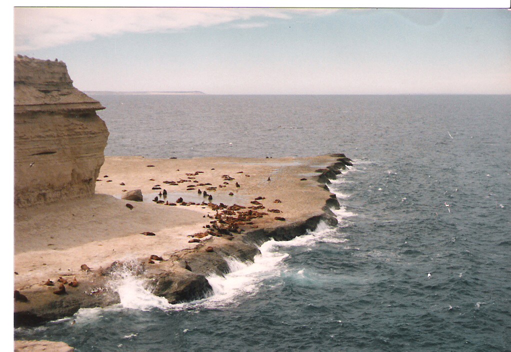 "loberia peninsula valdez" de Beatriz Di Marzio