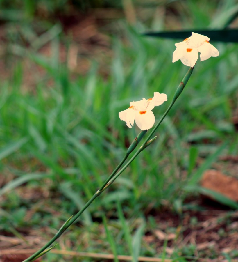 "2 X :Moria  Dietes iridioides" de Decio Badari