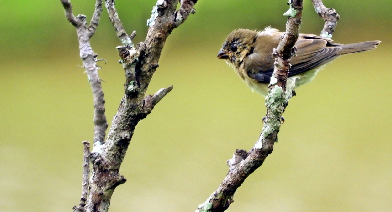 "O equilibrio do filhote: Sporophila sp." de Decio Badari