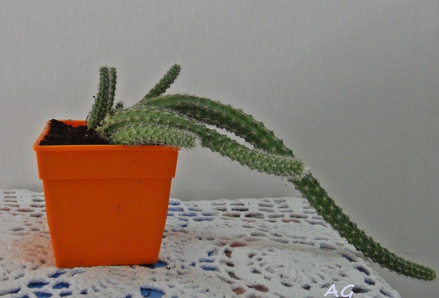 "Cleptocactus" de Ana Giorno