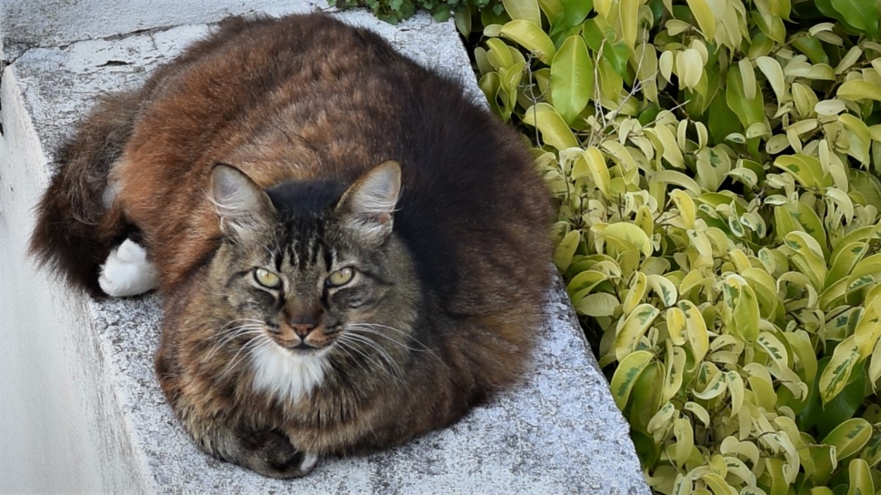 "La gata de mi vecina" de Carlos Alberto Piccirillo