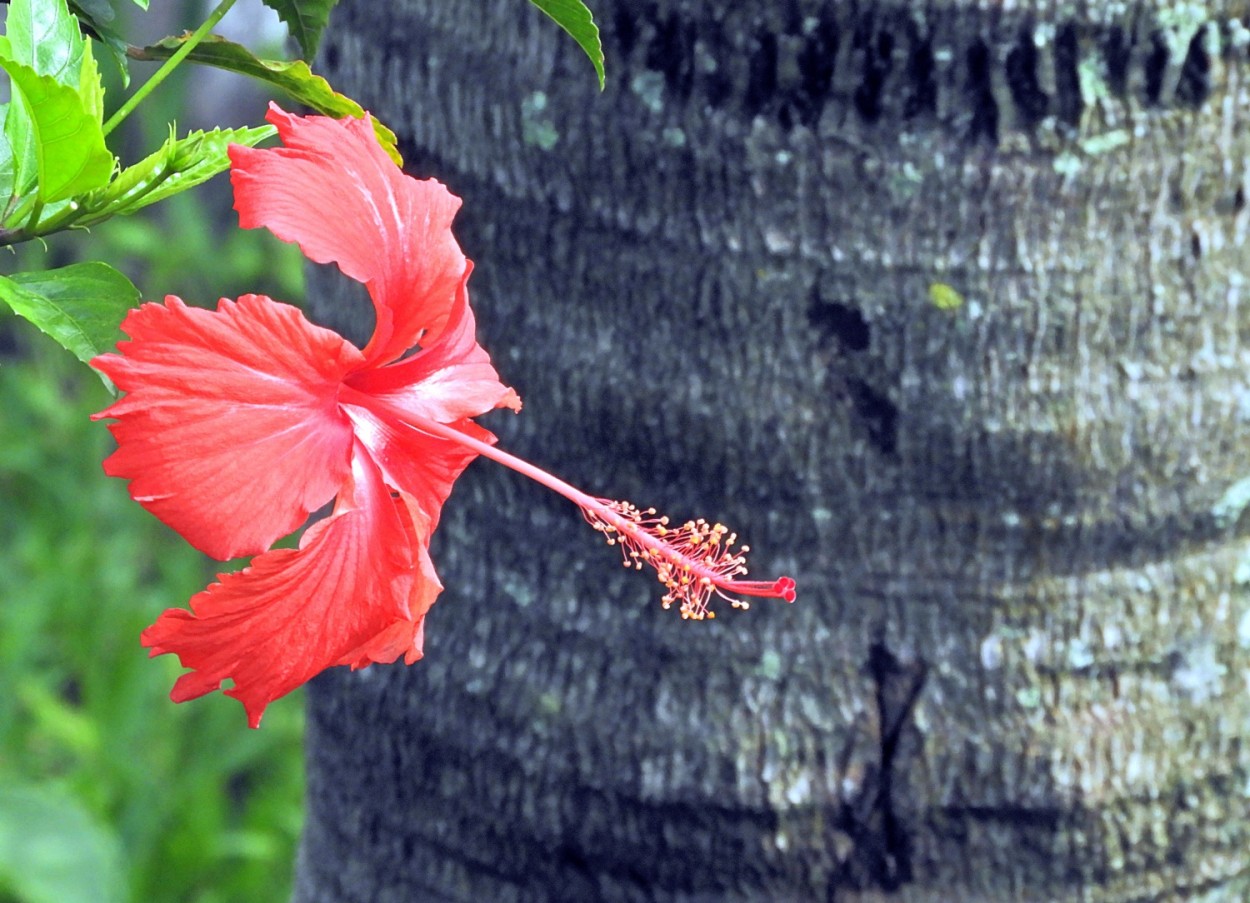 "No fundo das suas razes, todas as flores........." de Decio Badari