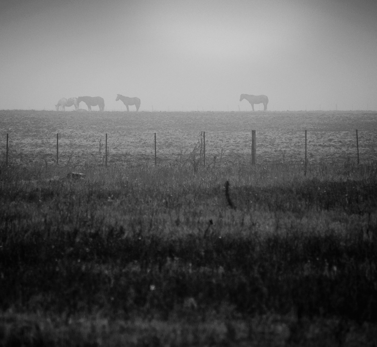 "Amanecer en la niebla byn" de Fernando Valdez Vazquez