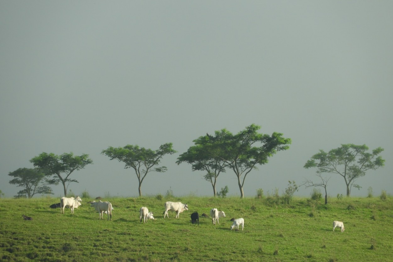 "A neblina da manh e os primeiros raios do Sol" de Decio Badari