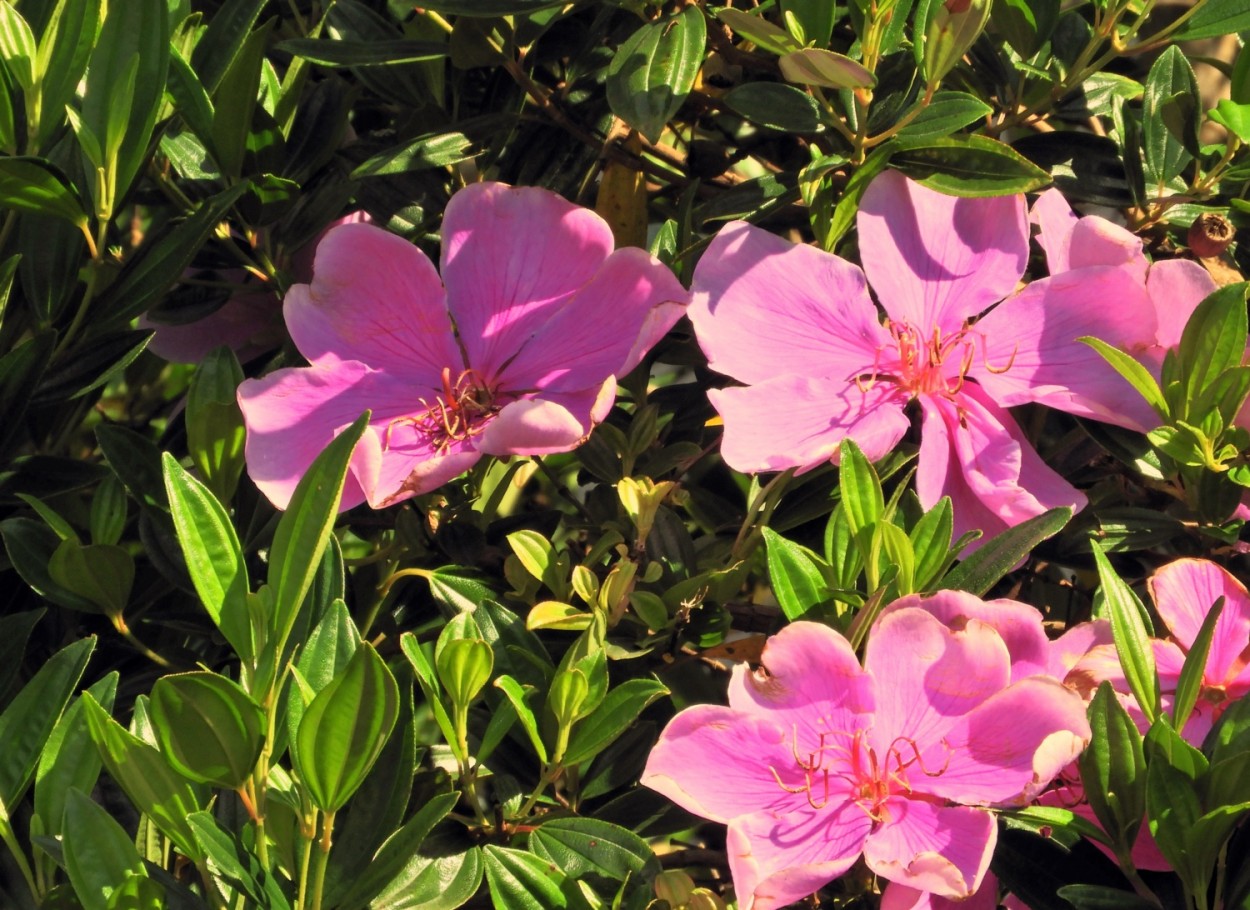 "Quaresmeira  Tibouchina granulosa e seus tons !" de Decio Badari