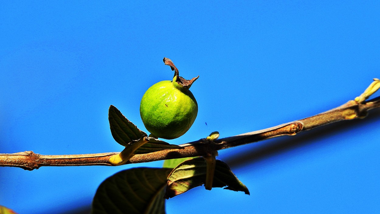 "Guayaba" de Miguel ngel Nava Venegas ( Mike Navolta)