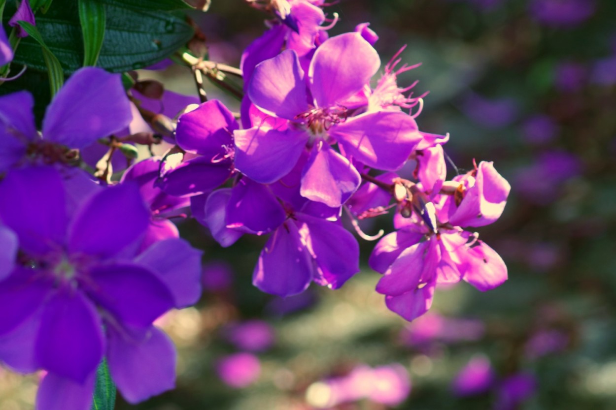 "O sol  para as flores o que os sorrisos........" de Decio Badari