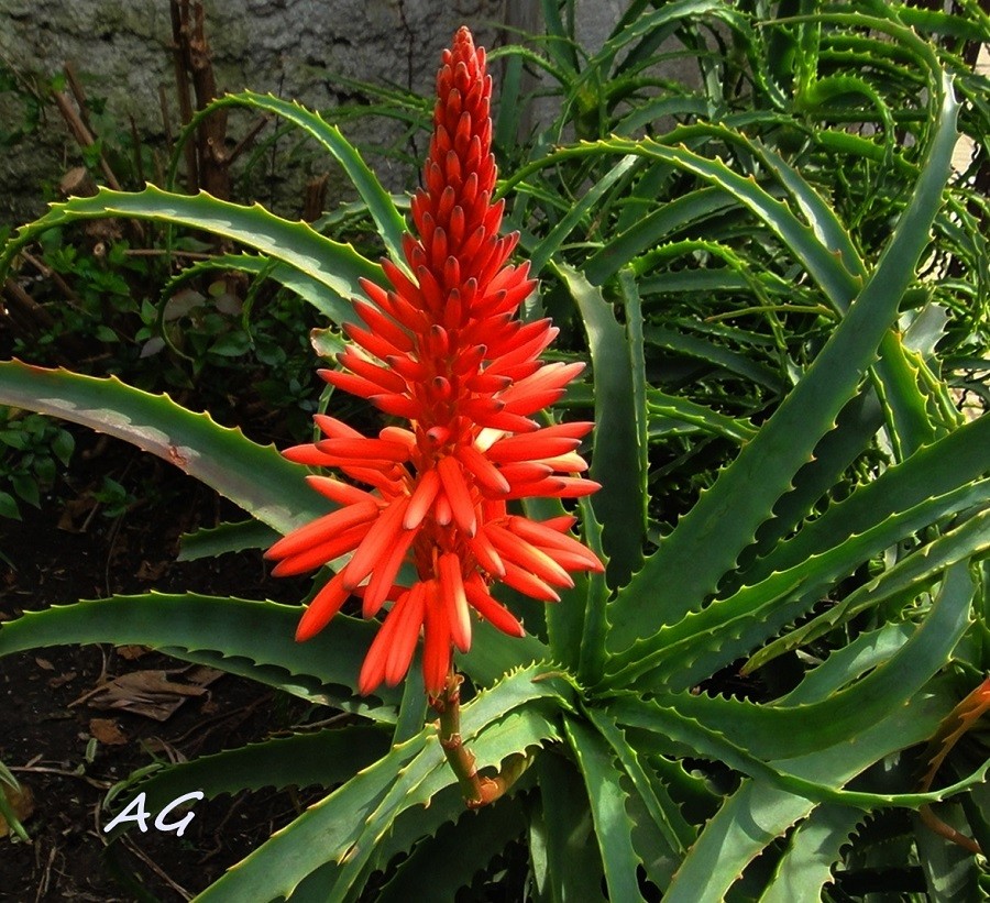 "Aloe artorescens" de Ana Giorno