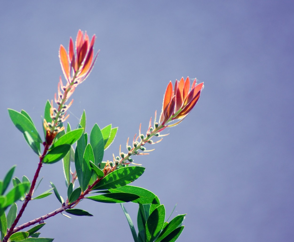 "Pacincia  o intervalo entre a semente e a flor." de Decio Badari