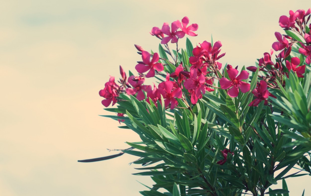 "Amigas e Amigos, vamos florir o nosso dia !" de Decio Badari