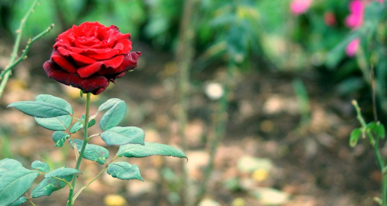 "Quem ama as rosas, suporta os espinhos !" de Decio Badari