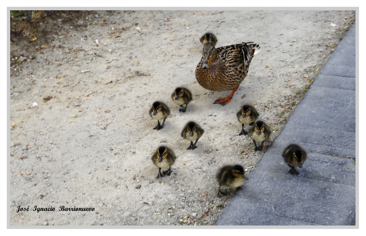 "Todos los patitos se fueron a ........" de Jos Ignacio Barrionuevo