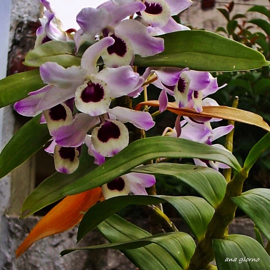 "Dendrobium nobile" de Ana Giorno