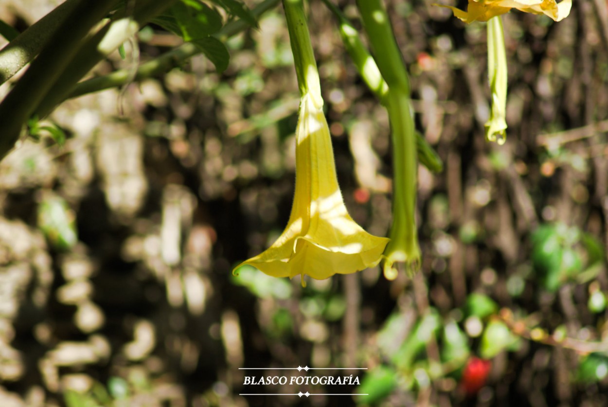 "Floripondio" de Luis Blasco Martin