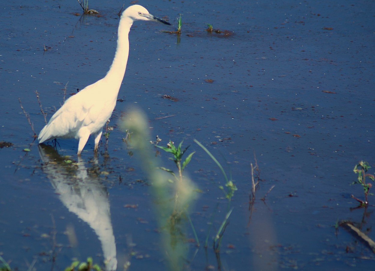 "A gara-branca-pequena (Egretta thula) ......." de Decio Badari