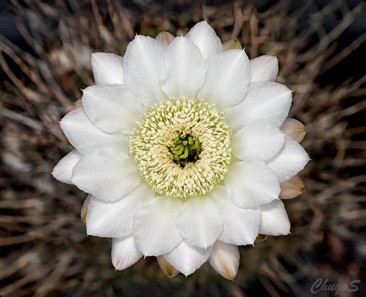 "Flor de Cctus" de Cesar Hugo Storero