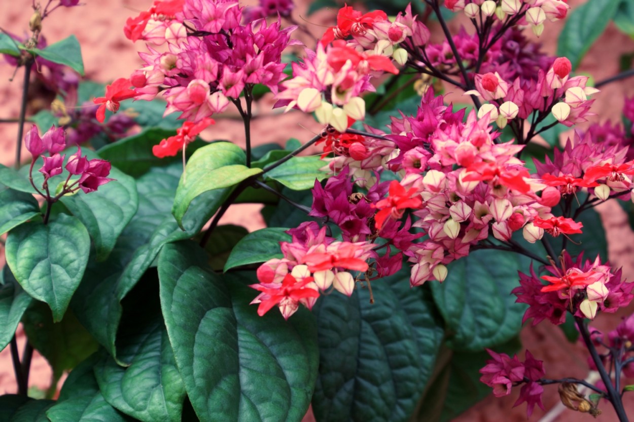 "Lgrima-de-cristo  Clerodendrum thomsonae......." de Decio Badari