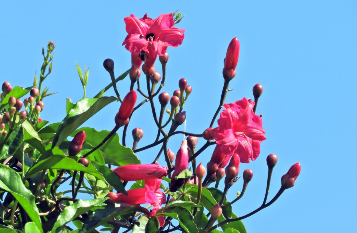 "Um olhar entre flores e seus botes." de Decio Badari