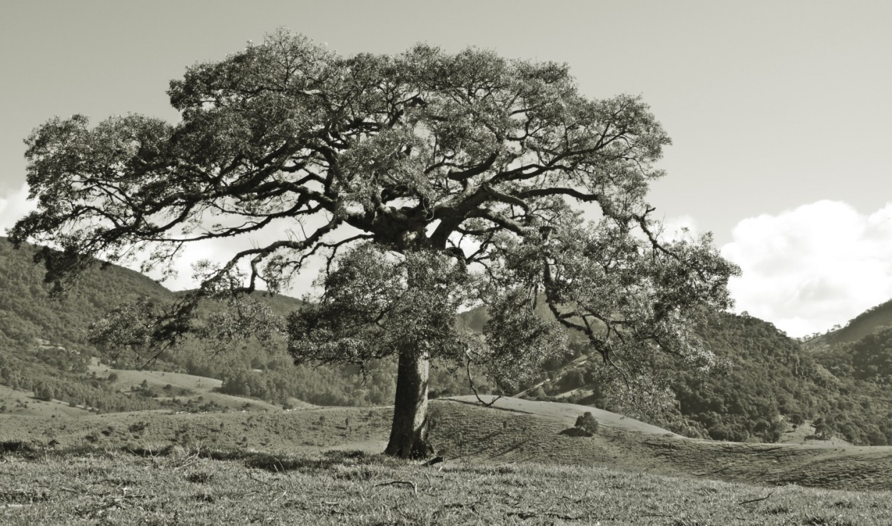 "Chegando perto da Serra da Mantiqueira" de Decio Badari