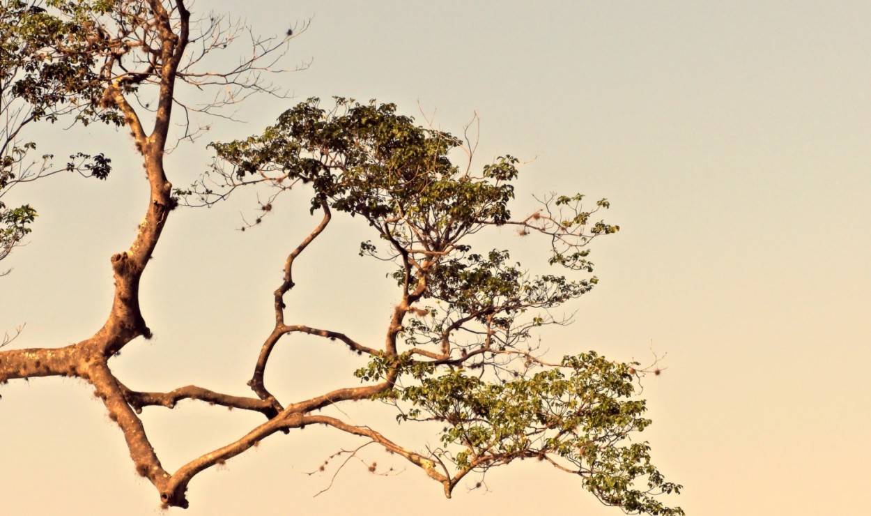 "Assim  a Natureza, no  ps produo !" de Decio Badari