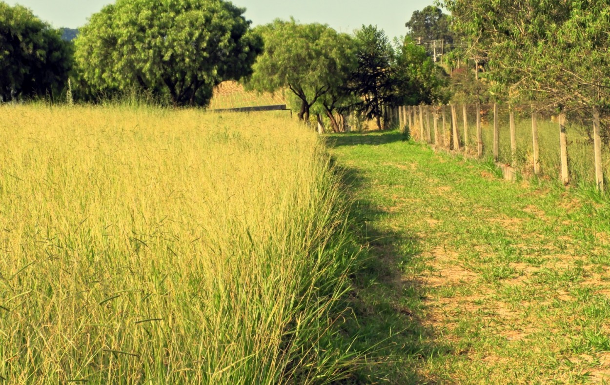 "Meu caminho desta manh, Louvo e Agradeo !" de Decio Badari