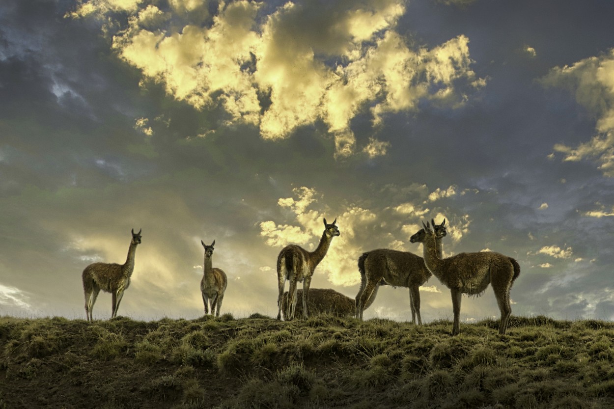 "`Familia de Guanacos...`" de Carlos Cavalieri