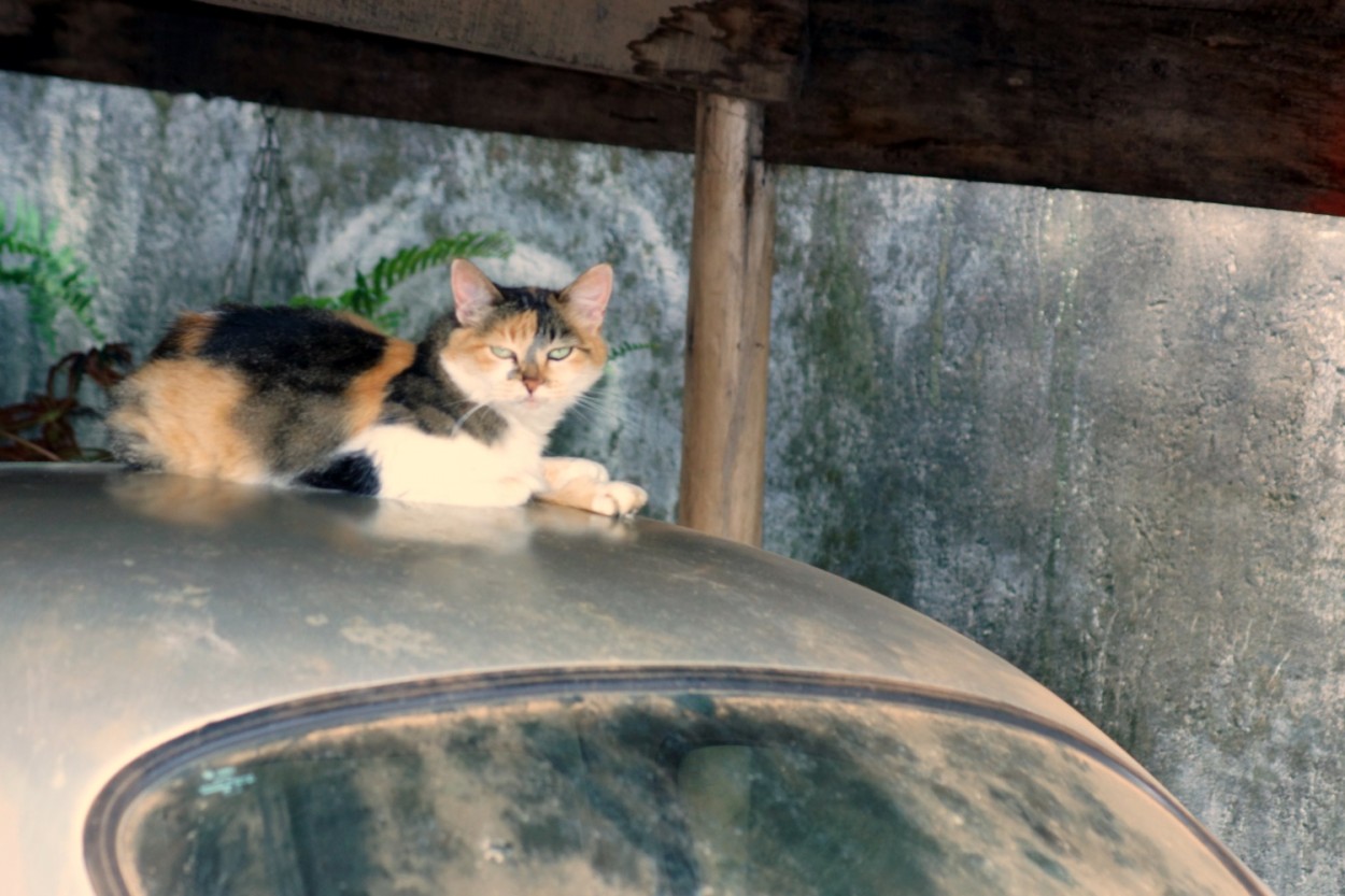 "` Tranquilo `, no teto do ` Fusca ` abandonado." de Decio Badari