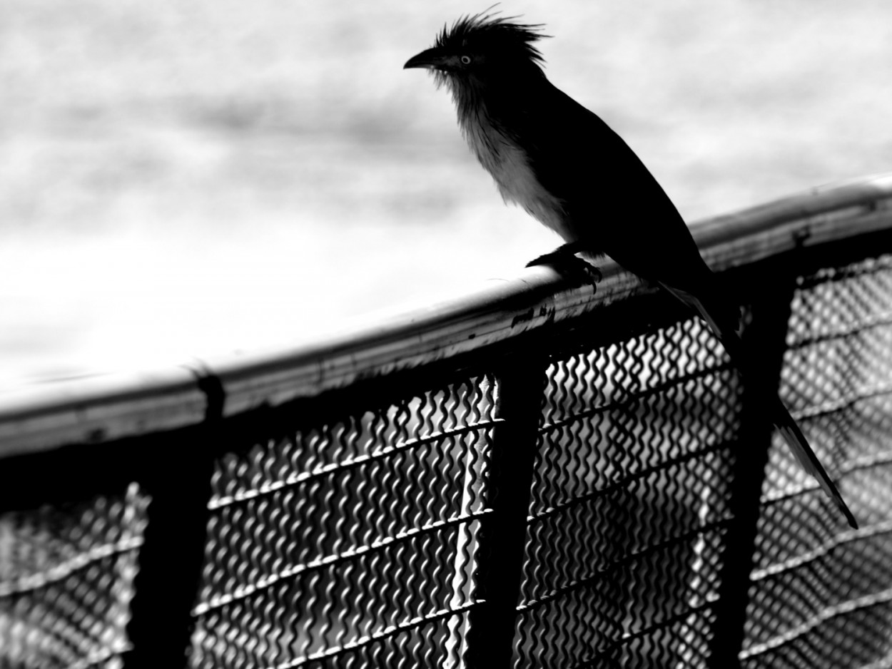 "Quem busca o suficiente, sonha em preto e branco !" de Decio Badari