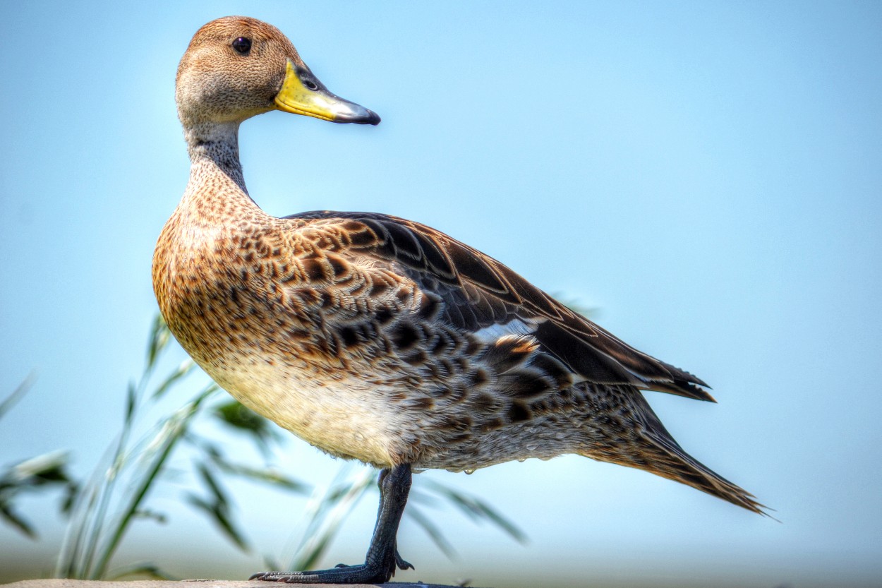 "Pato maicero I" de Kile Zabala