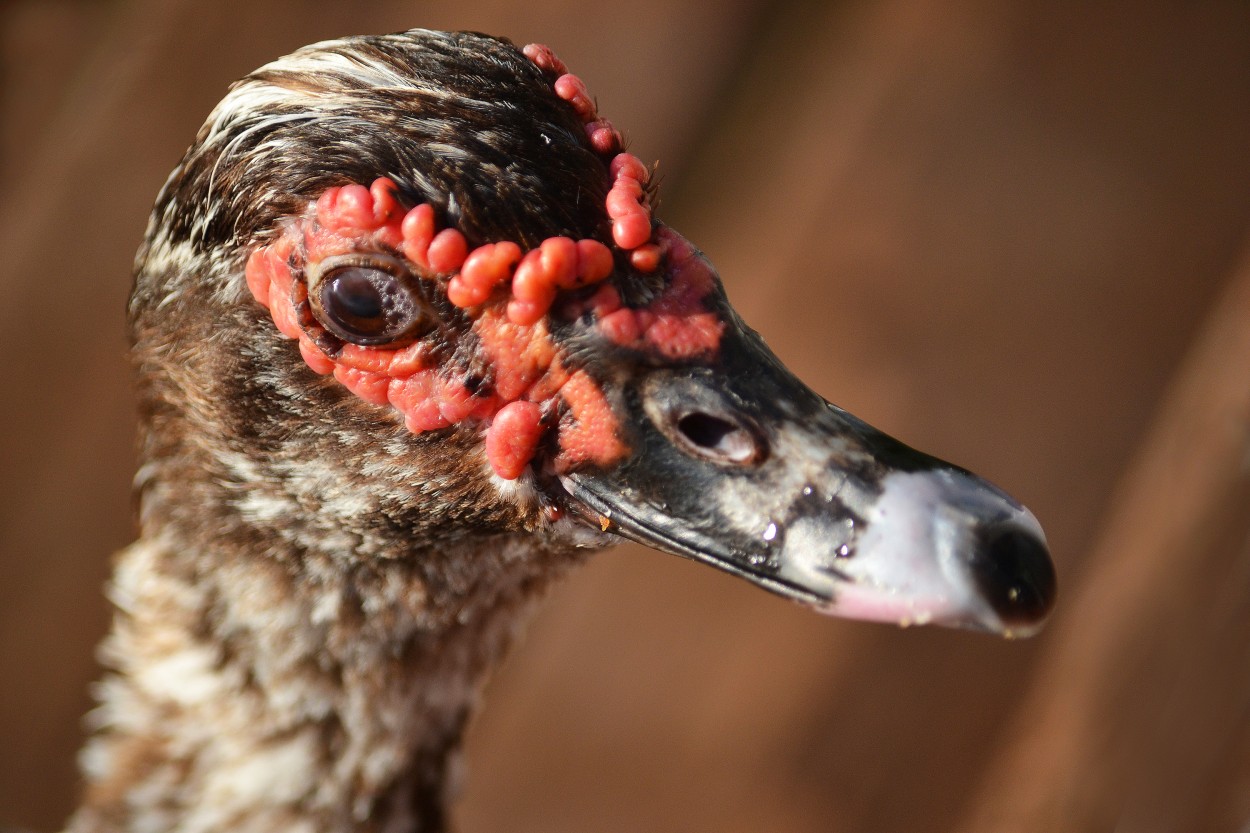 "Pato criollo" de Kile Zabala