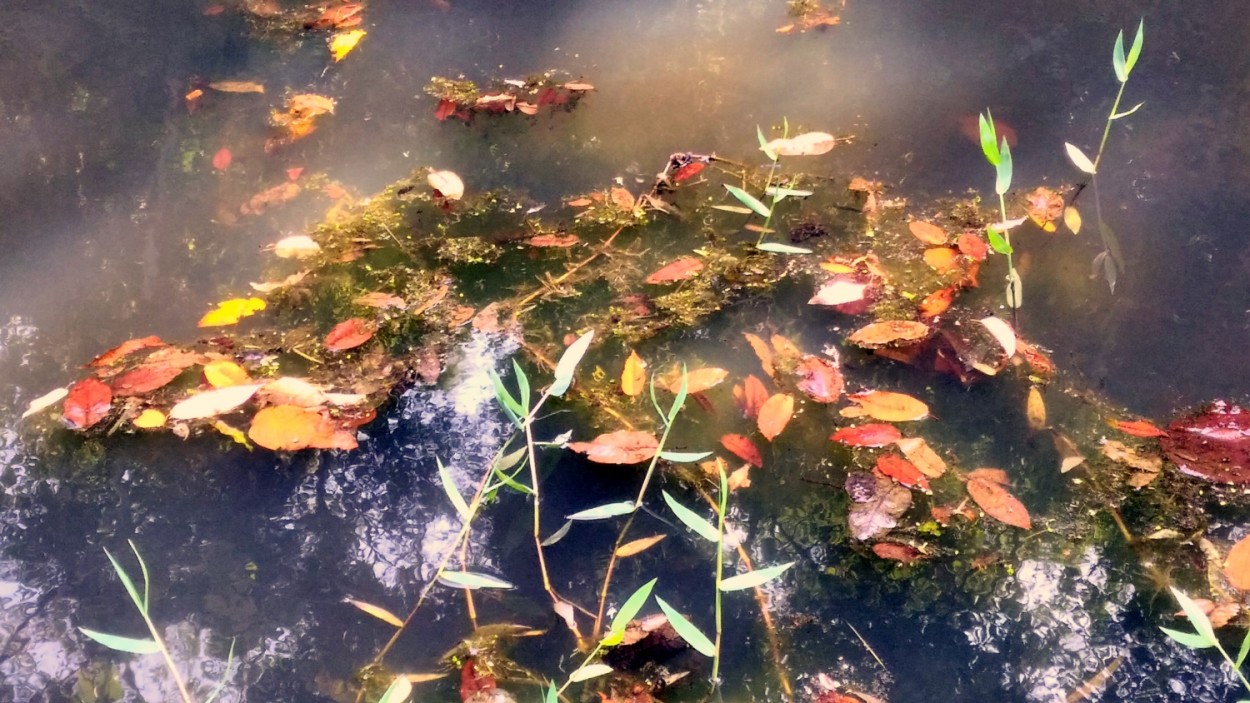 "Um amanhecer no lago da fazenda." de Decio Badari