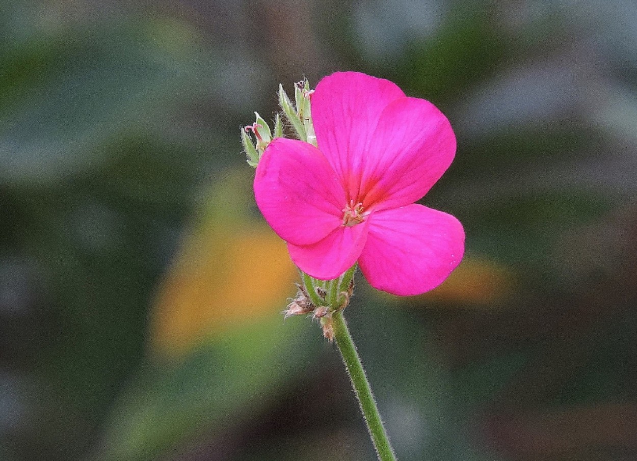 "Belleza en fucsia" de Silvia Olliari