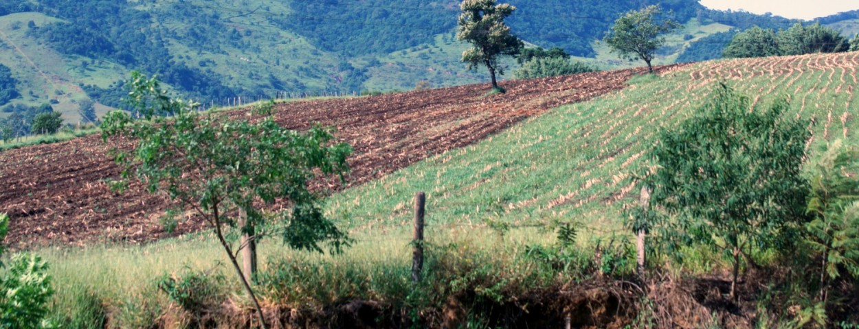 "Preparando para o prximo plantio, assim  o campo" de Decio Badari