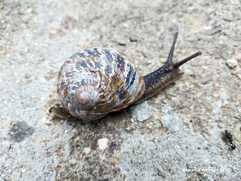 "El caracol" de Luis Blasco Martin