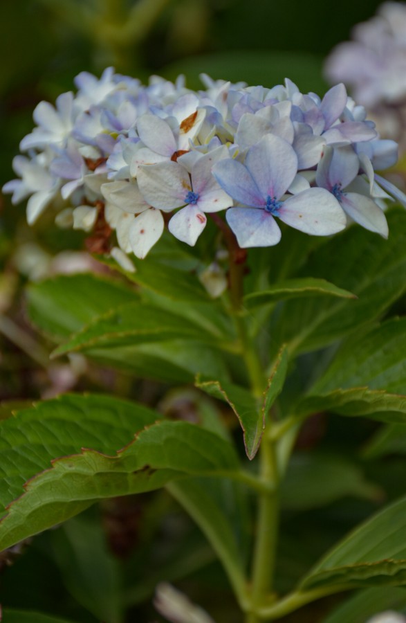 "Hortensia" de Silvana Magali Frank