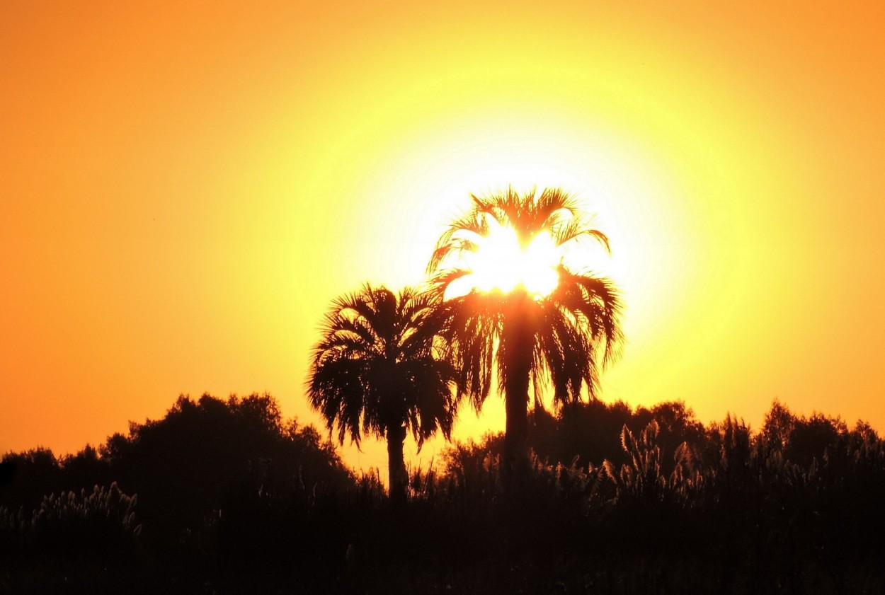 "Atardecer entre palmeras" de Silvia Olliari