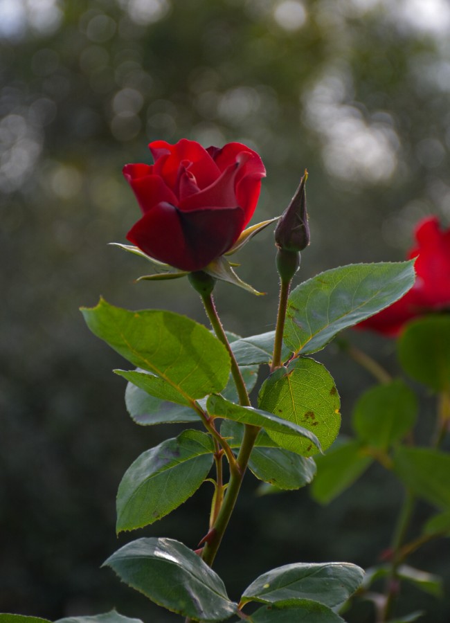 "Rosa" de Silvana Magali Frank