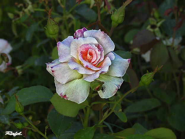 "Solo una rosa." de Rafael Serrano Arguedas