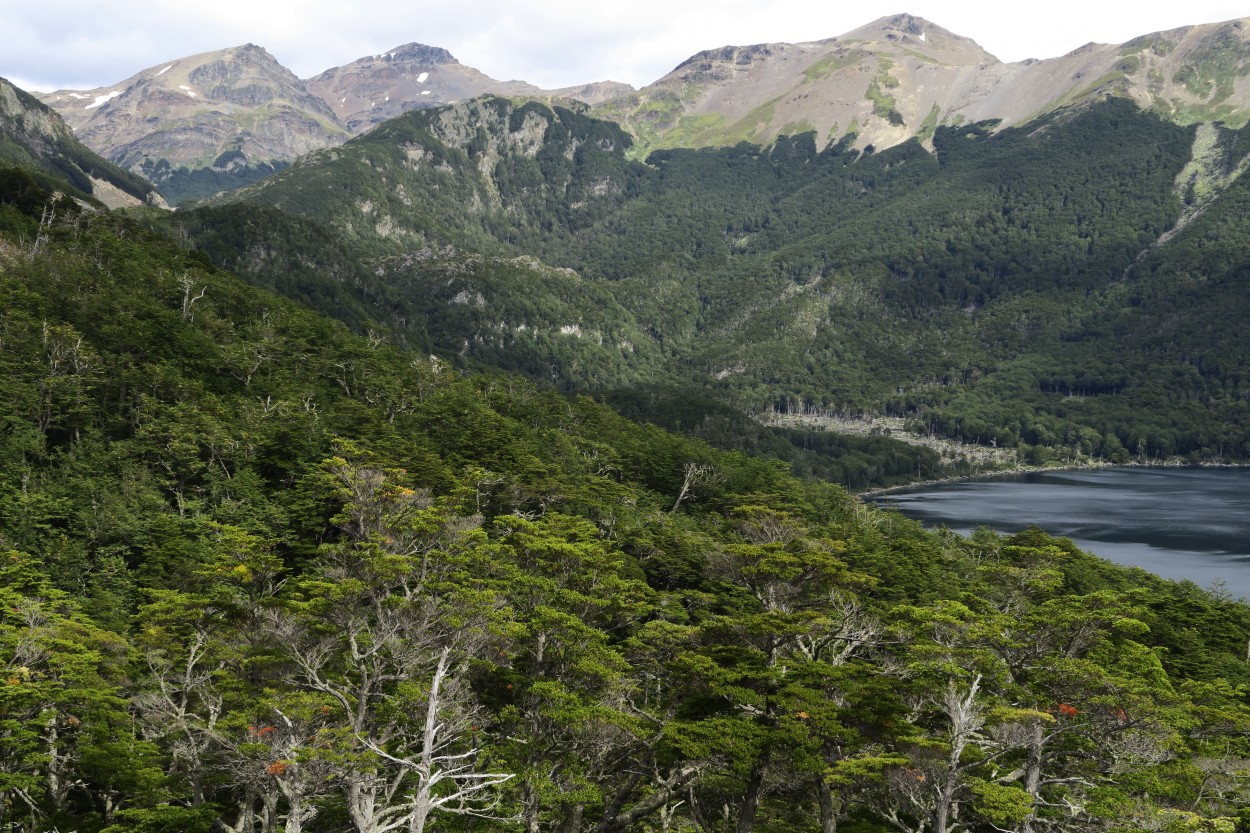 "Bosque, cerros y lago" de Natalia Harosteguy