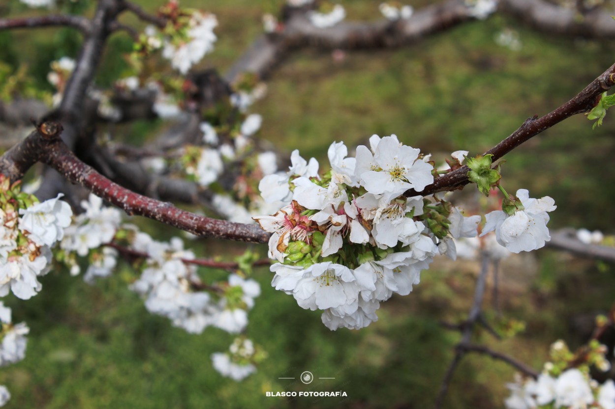 "Cerezo en flor" de Luis Blasco Martin