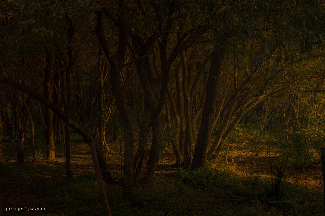 "Crepsculo en el bosque" de Juan Jose Jacquet