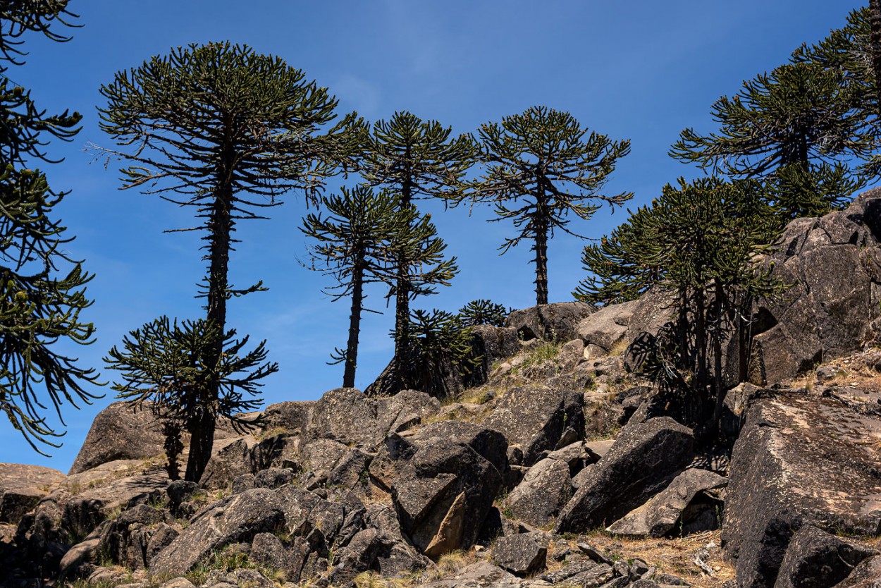 "Araucarias" de Carlos Francisco Montalbetti