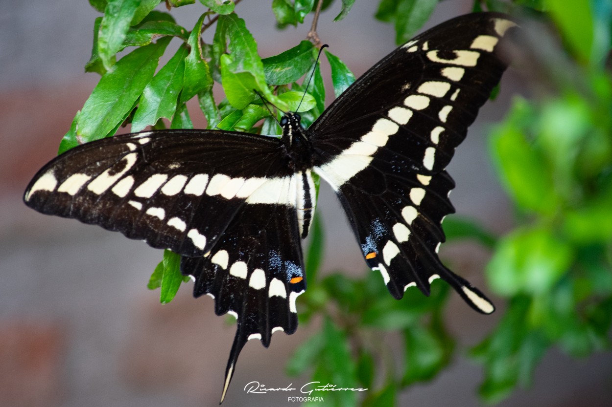 "Papilio Thoas" de Ricardo Gutirrez