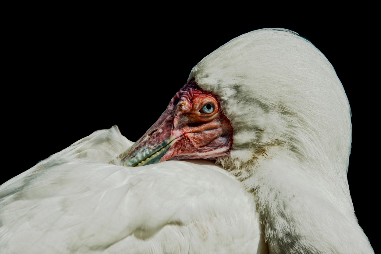 "La mirada de la esptula" de Carlos Gianoli