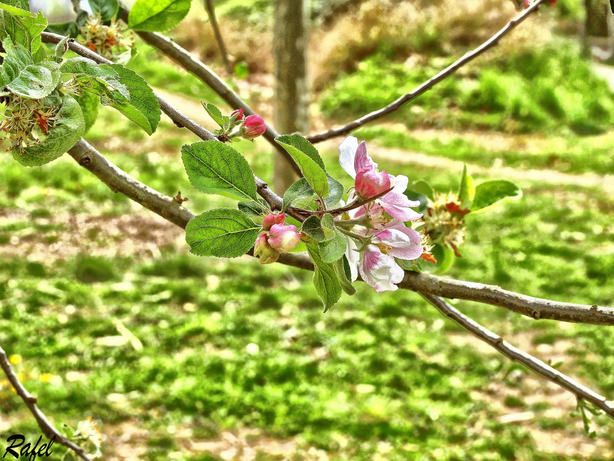 "Detalles de primavera." de Rafael Serrano Arguedas