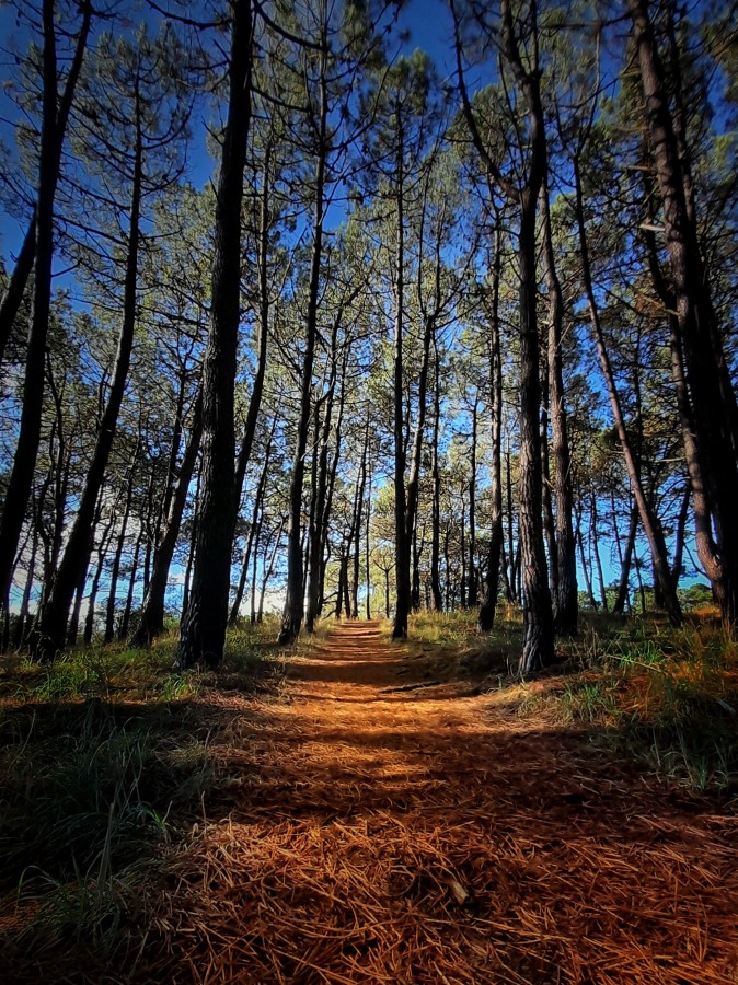 "Sendero" de Roberto Guillermo Hagemann