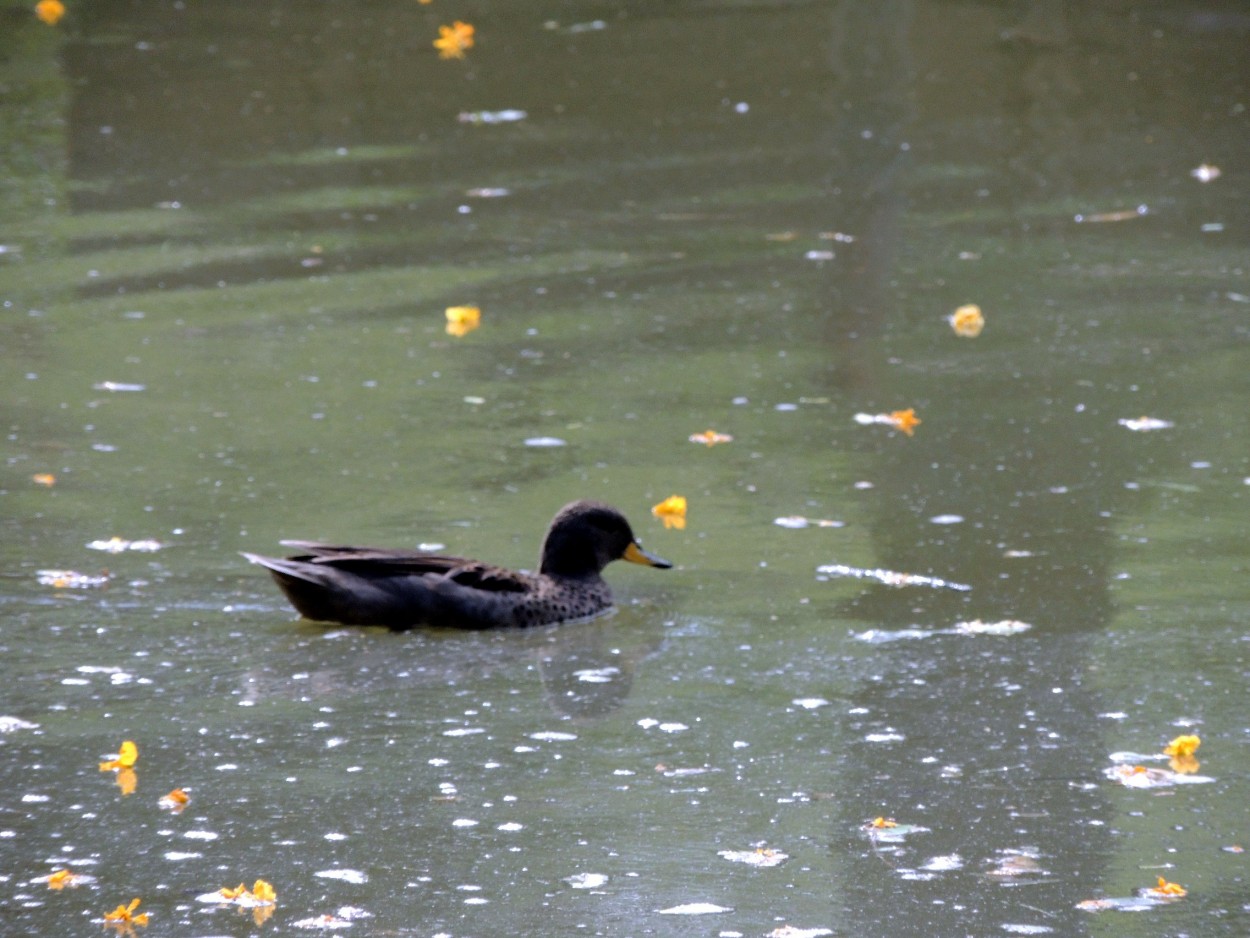 "pato" de Amparo Josefina Maggi