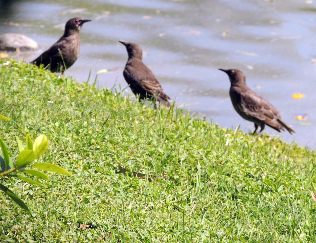 "pajaros" de Amparo Josefina Maggi