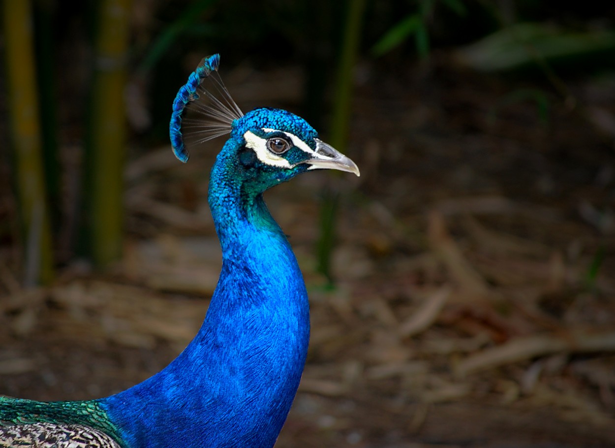 "Pavo real" de Juan Carlos Barilari